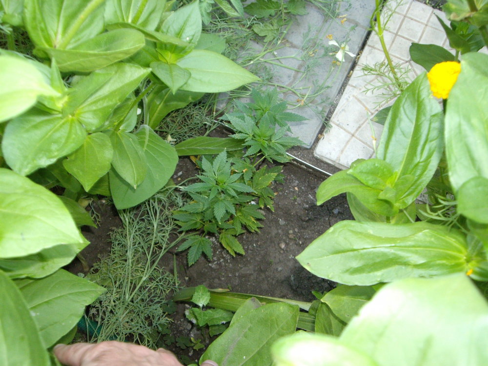 IMGP0415.thumb.JPG.20af3f6741a772262e83b2518f4c9047.JPG