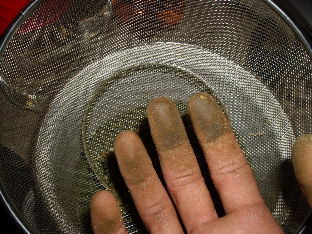 IMGP0591.thumb.JPG.f69d960eeadba2c50dfe0c3f7f48d16b.JPG