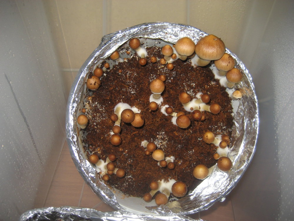IMG_2400.thumb.JPG.99774c1ae094adbfc40bcc85536172c7.JPG