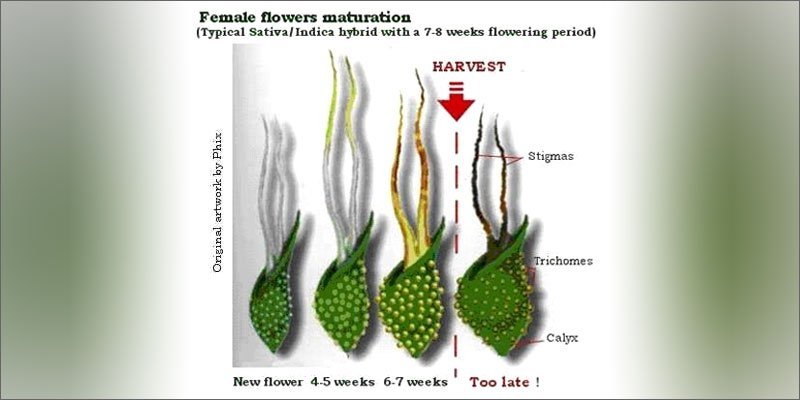grow-p2-maturation-1.jpg