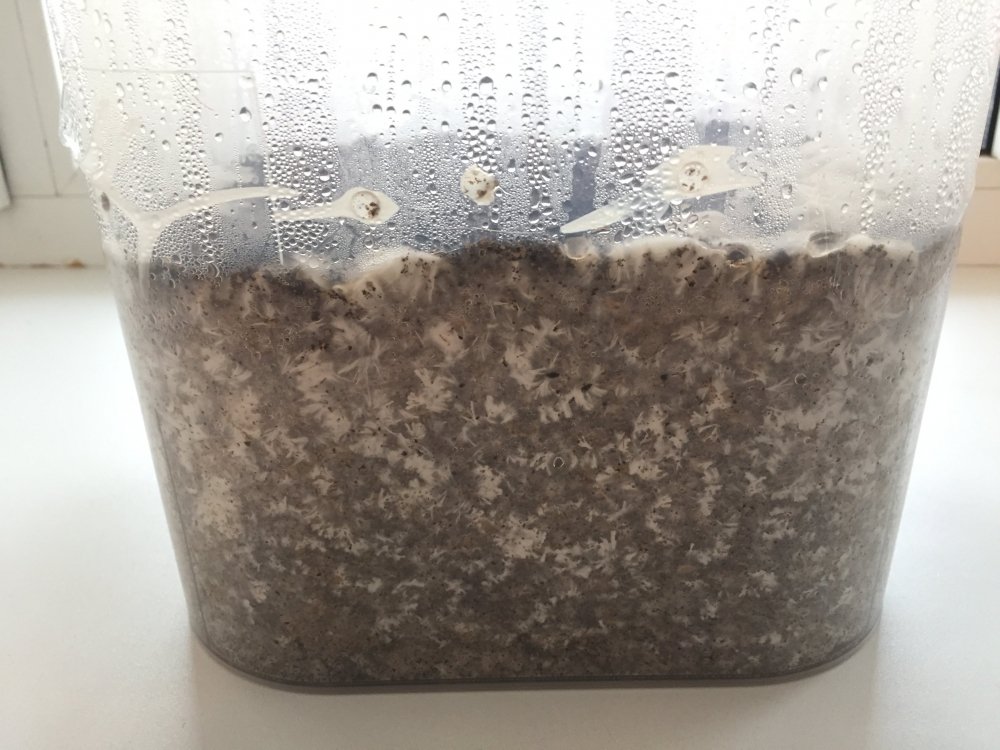 image1.jpeg