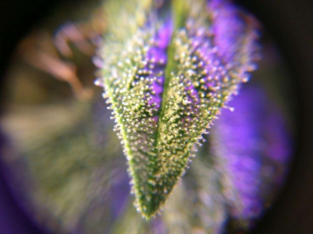 photo_2017-08-08_11-04-39.thumb.jpg.5c3d71228703defbcd106919cf4402fa.jpg