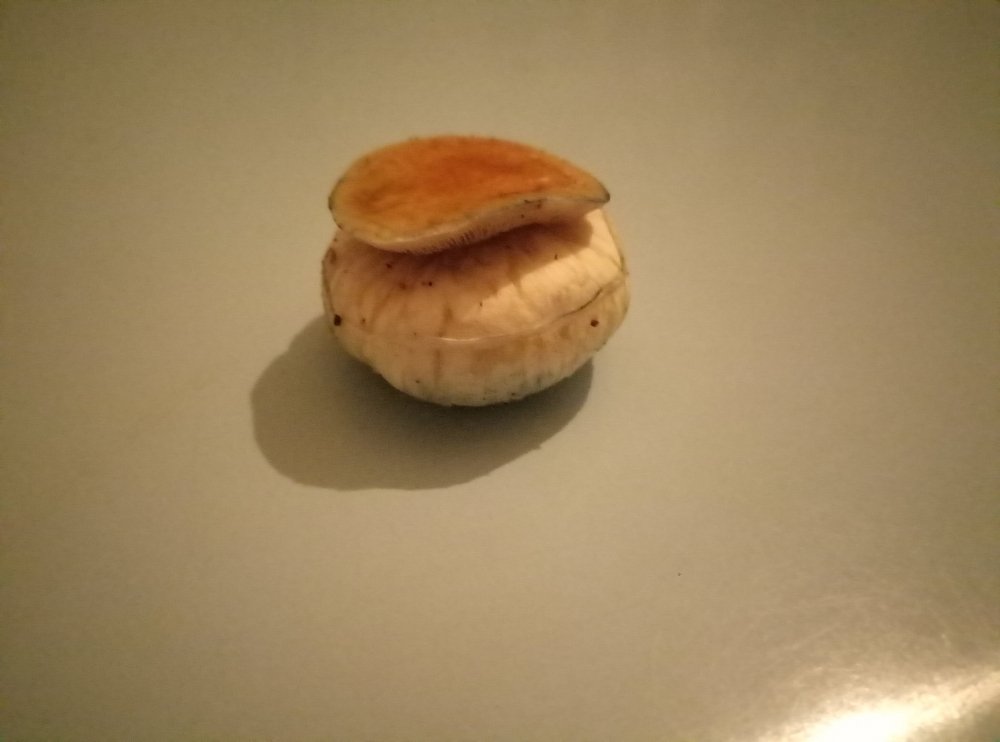 1506458033569-501032660.jpg