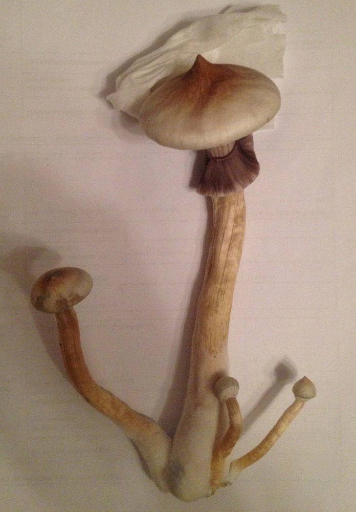 177.thumb.JPG.b23d666e95b3a02ee80a30d8186f66b2.JPG