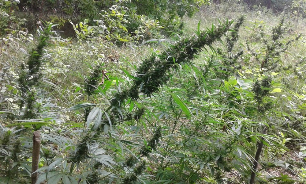20170904_132617.jpg