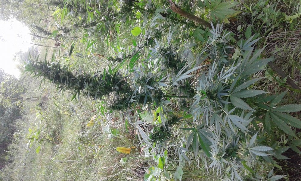 20170904_133651.jpg