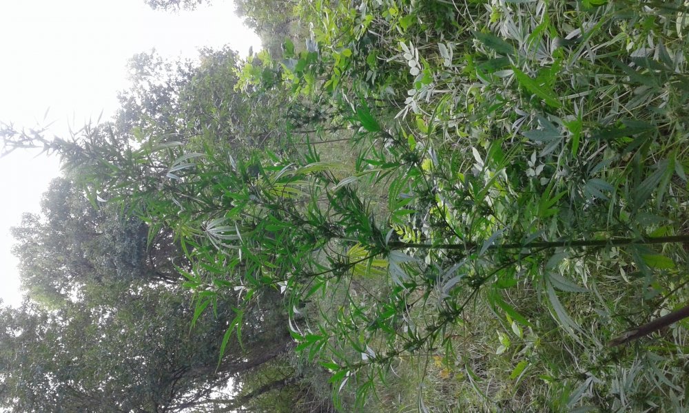 20170904_133809.jpg