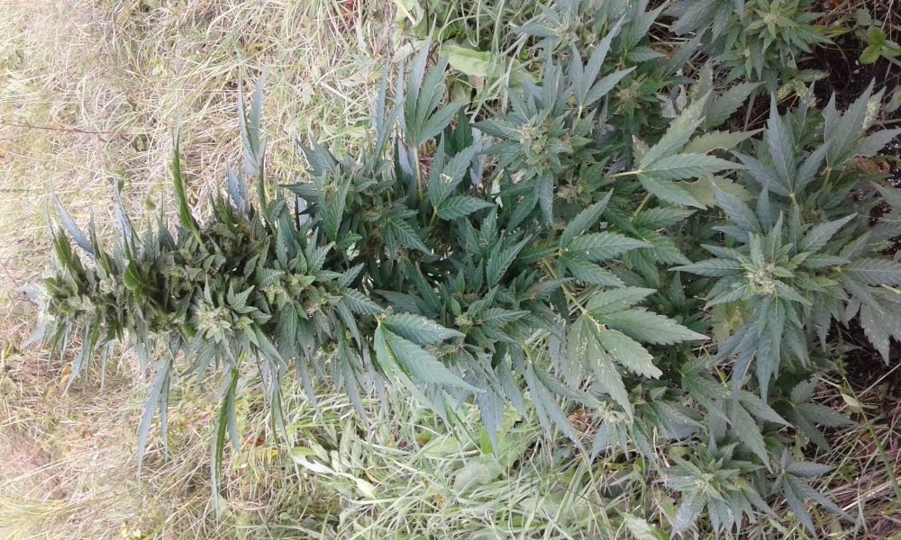 20170904_134442.jpg