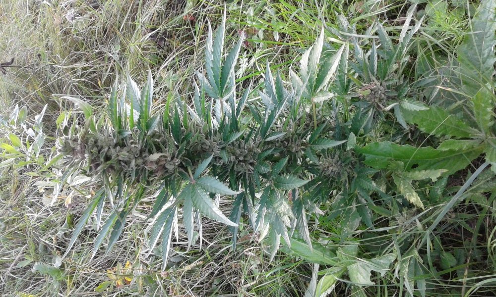 20170904_134508.jpg