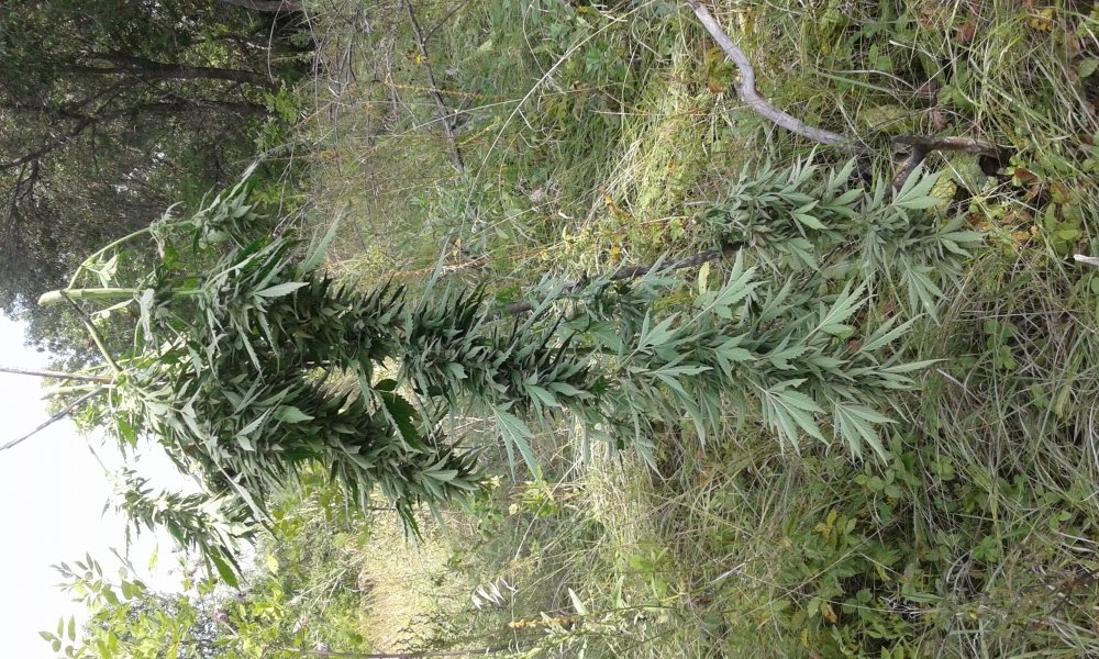 20170904_135340.jpg