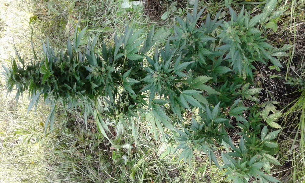 20170904_135439.jpg