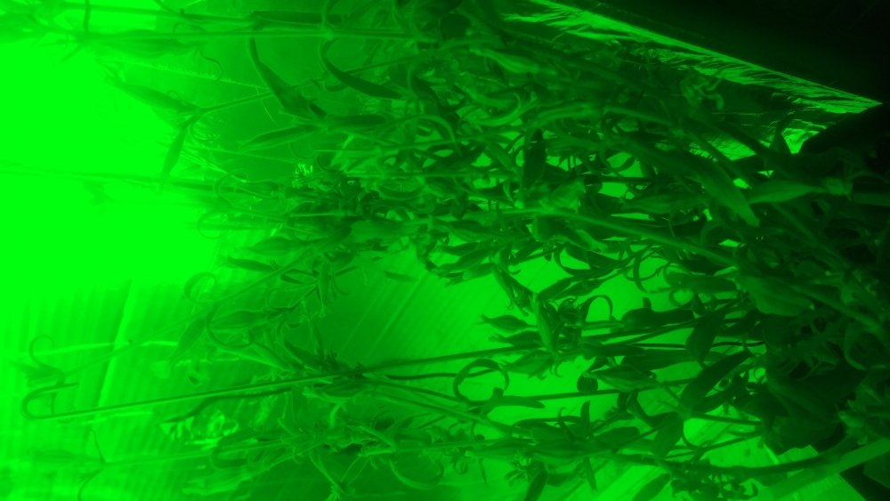20170911_161300.jpg