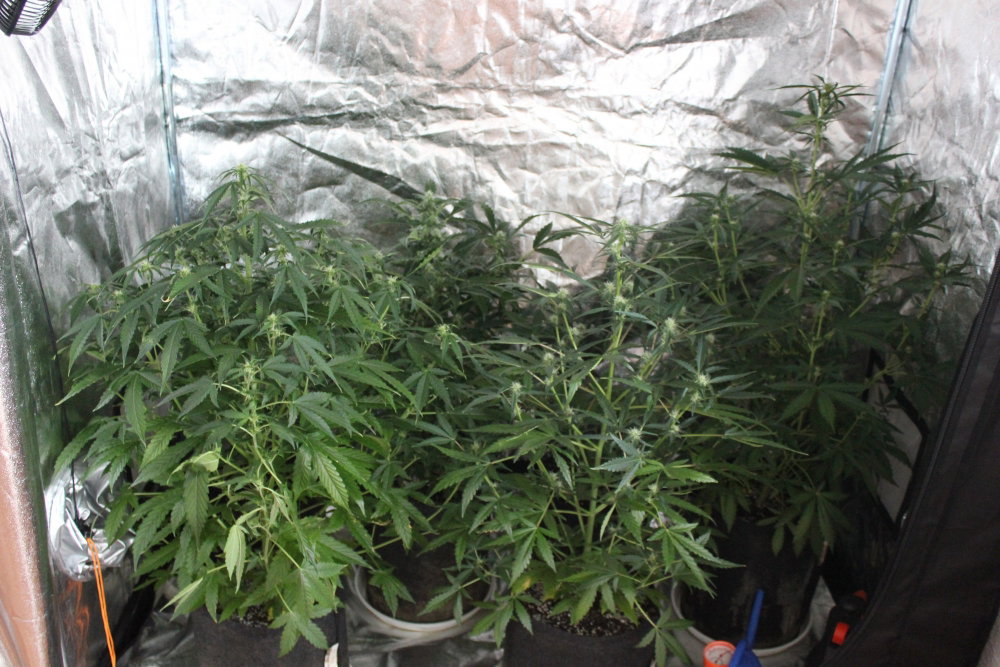 59b46381f1be6_0909(2).thumb.JPG.83de18ca9219edfbeff01e0bed4a8b98.JPG