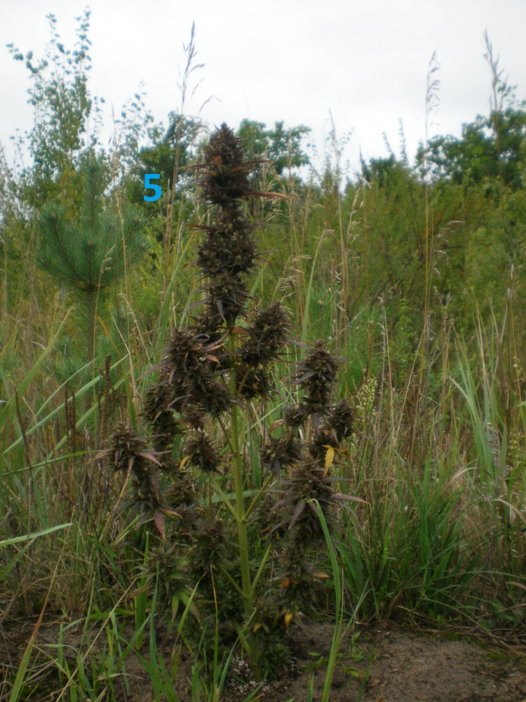 CC90.2.JPG
