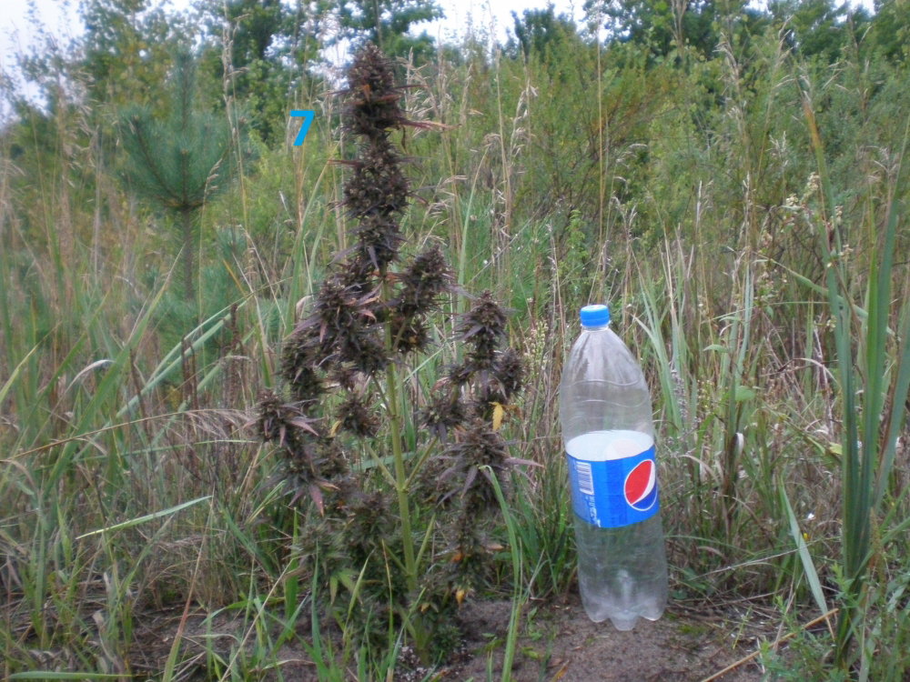 CC90.4.JPG