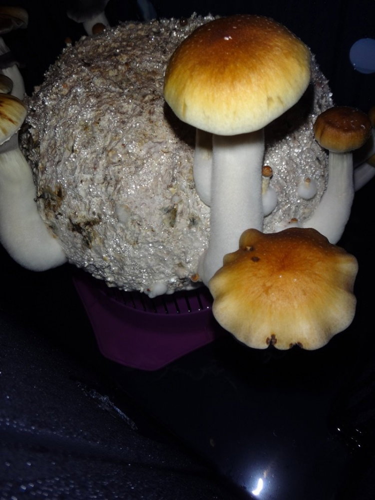 DSC03392.thumb.JPG.e1f5eb65d615adf476fa0568ad7c5e66.JPG