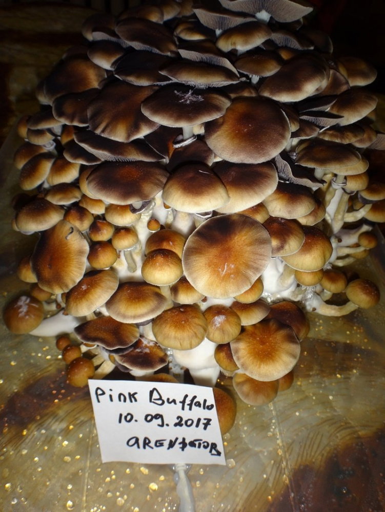 DSC03403.thumb.JPG.37428a4880a26d3c062503f0a93af537.JPG