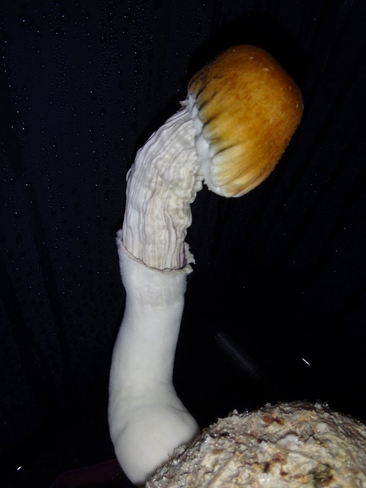 DSC03433.thumb.JPG.8b165d9ba4b16b2535775b31213be4c8.JPG