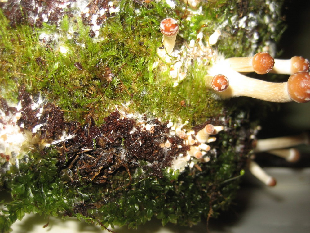IMG_2558.thumb.JPG.dcf9f0549baf416254489b92c9aa8677.JPG