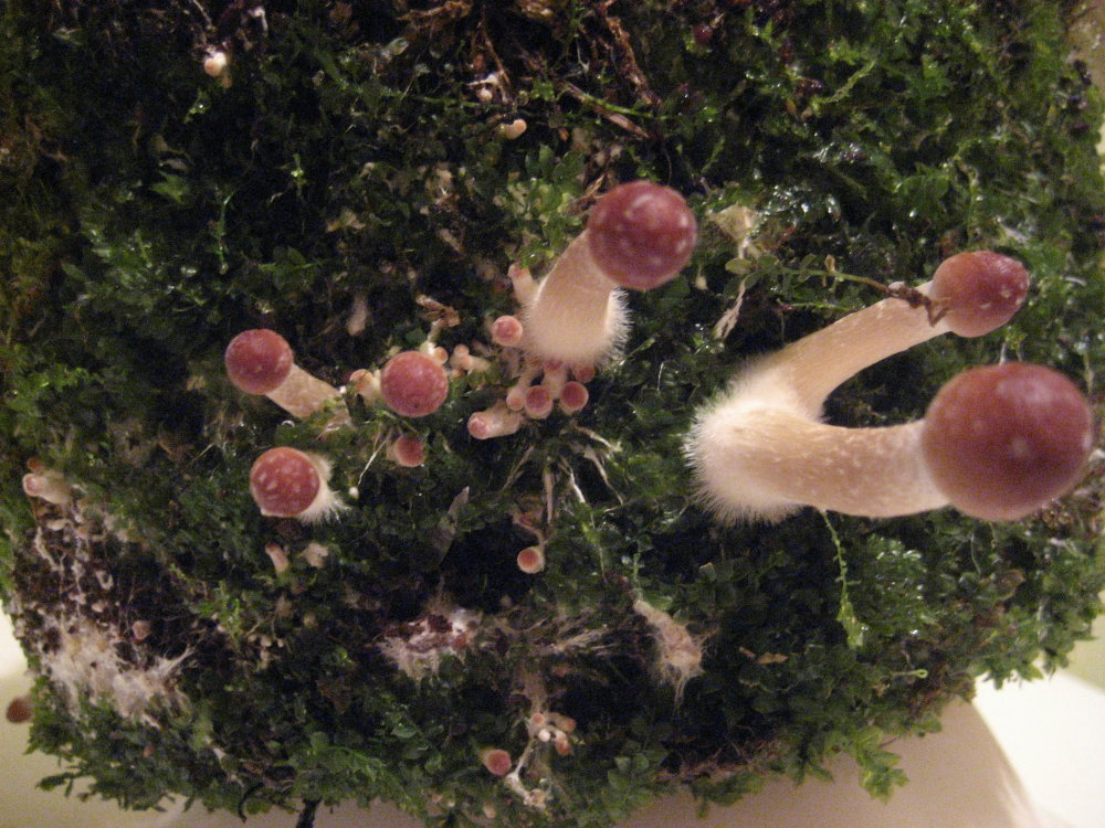 IMG_2561.thumb.JPG.08385f2287997cd5eec7b941fd2650d2.JPG