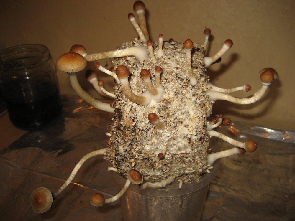 IMG_2587.thumb.JPG.5219fb6fe95825e0a4cf1007cd196040.JPG