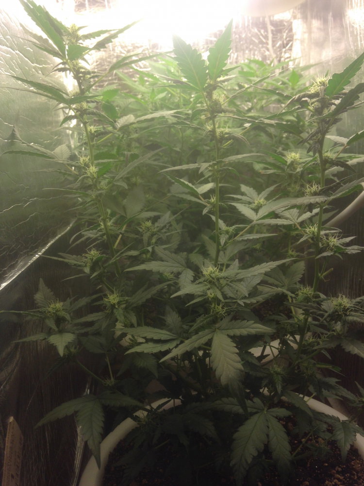 IMG_3636.JPG