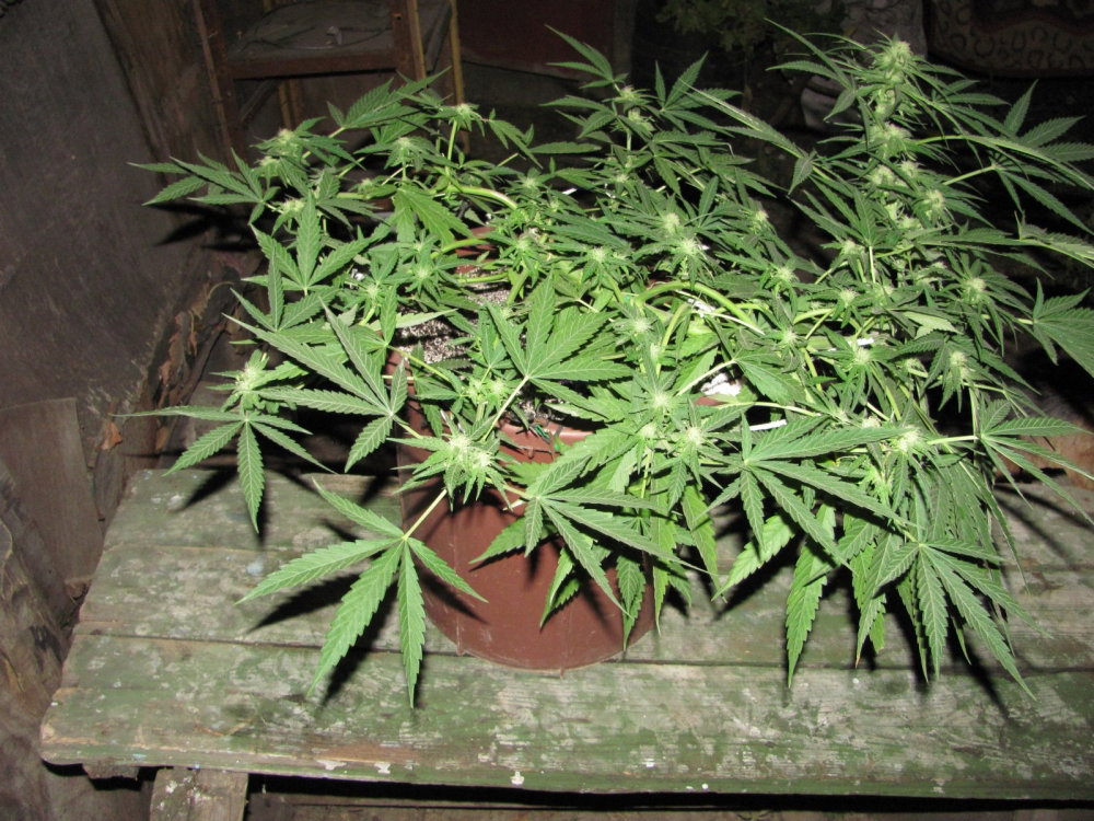IMG_8509.thumb.JPG.dafda2ed7cba2805b4a19c3b36eeb337.JPG