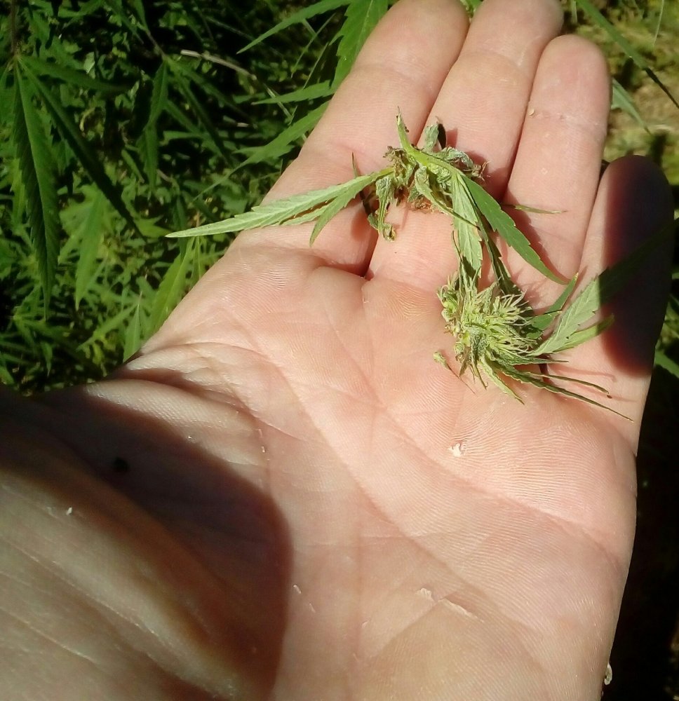P_20170909_152633_1.jpg