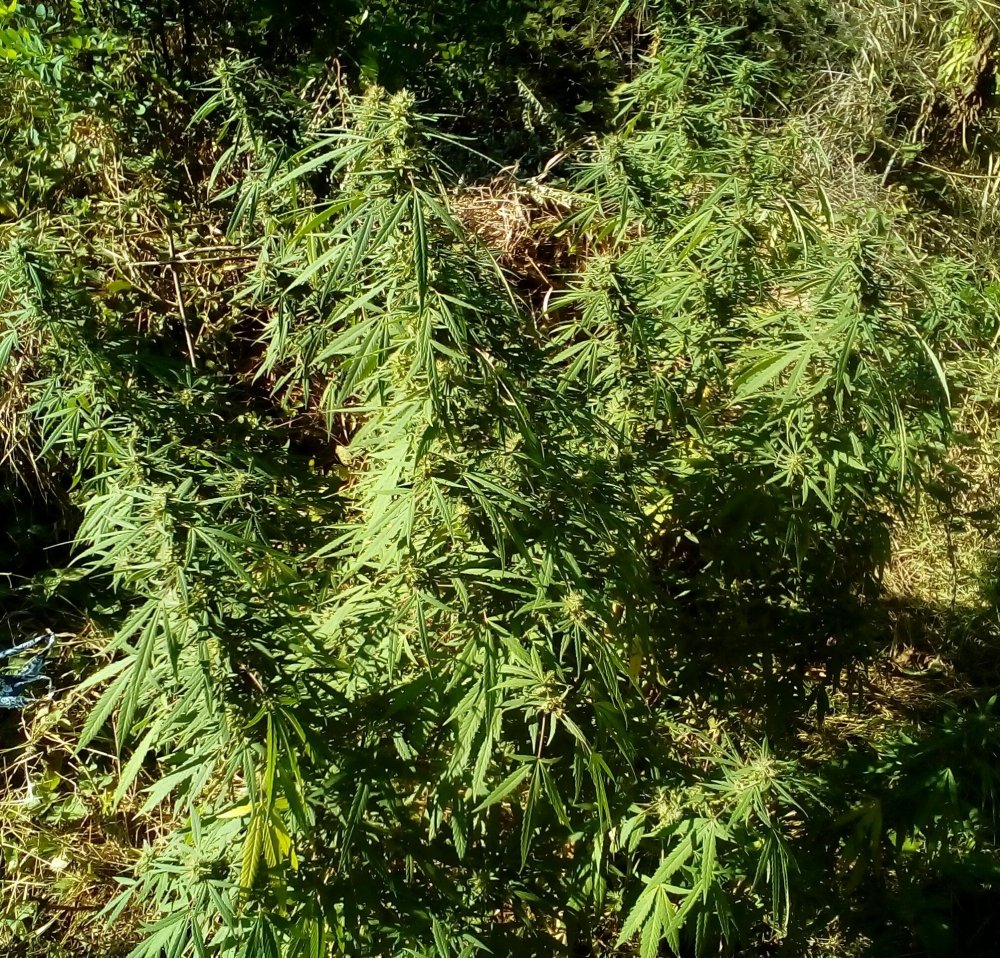 P_20170909_152810_1.jpg