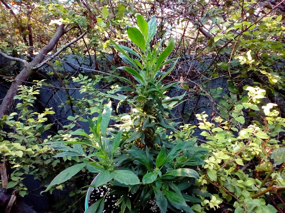 P_20170910_075235.jpg