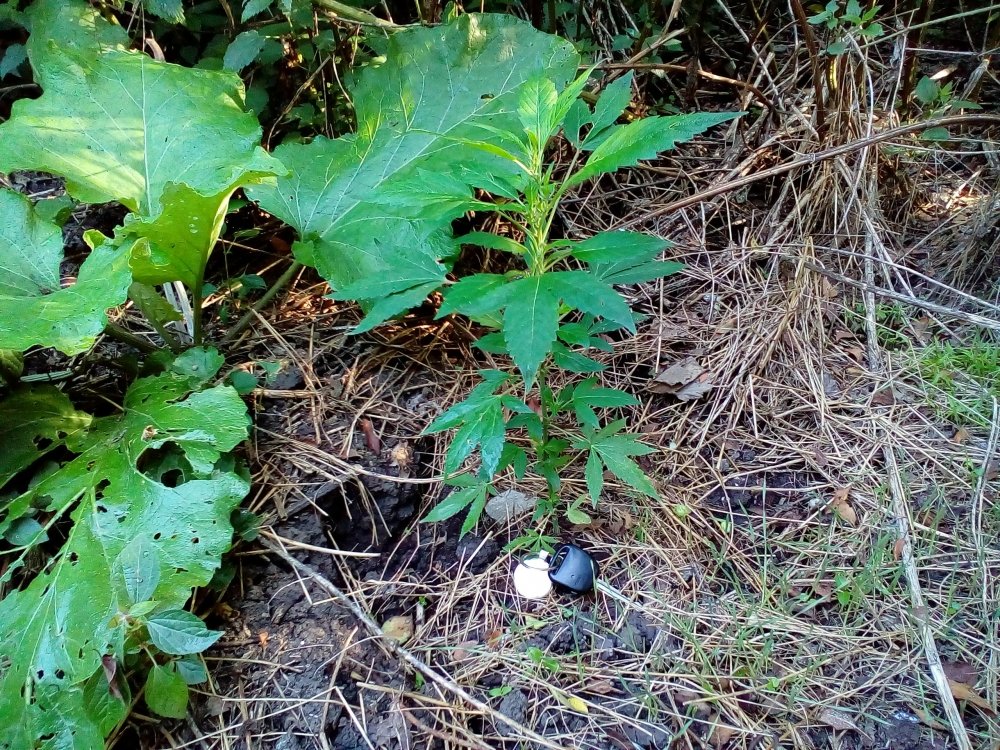 P_20170910_080353.jpg