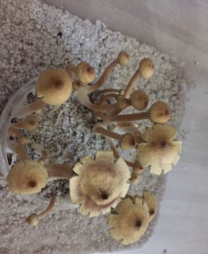 harvest.thumb.jpeg.e3867fa62b50c580d0ce3a452ffe9e54.jpeg