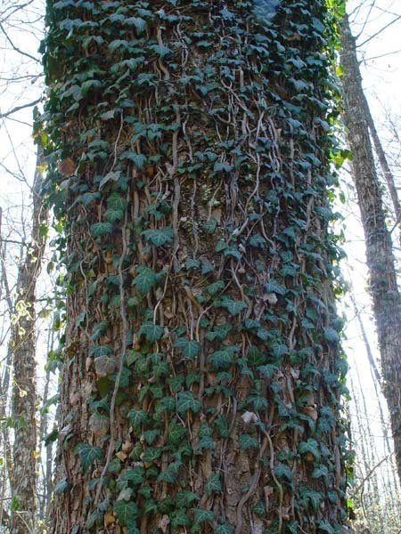 hedera_1.jpg