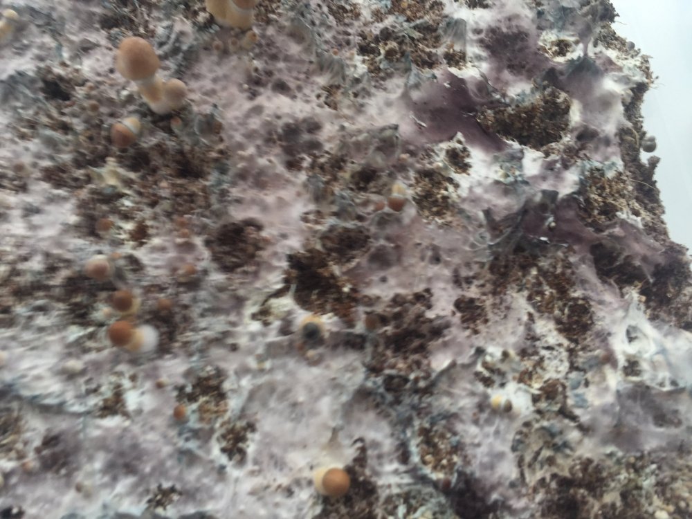 image1.jpeg