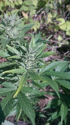 1507065063079.thumb.jpg.f5abd4a4d7a307cb634bc1470163384b.jpg
