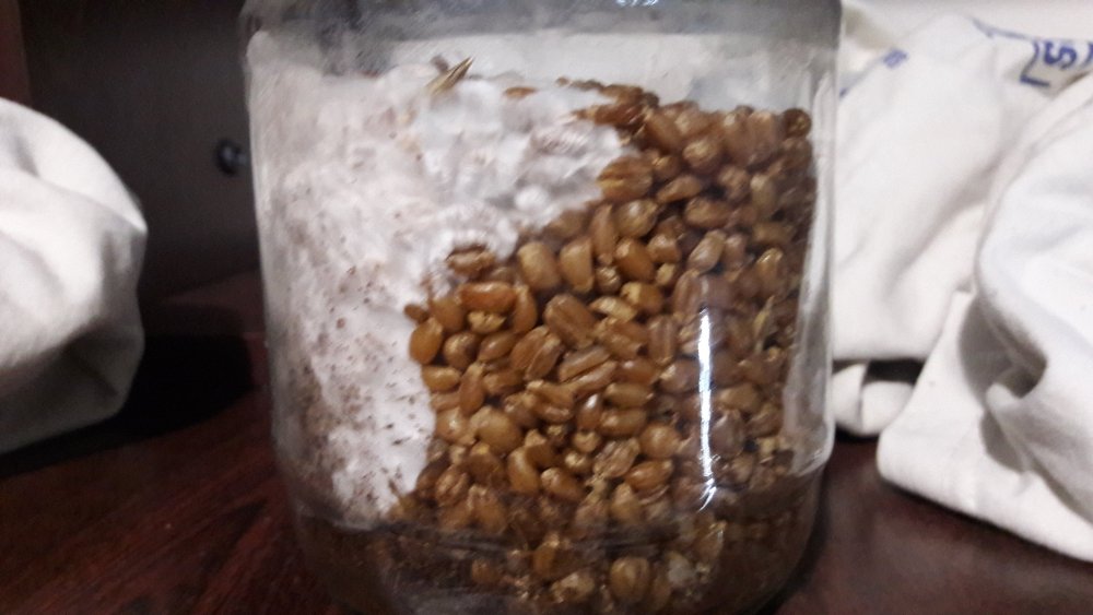 20170919_190341.thumb.jpg.a451e3655bead52355d4e4595e8cb4ea.jpg