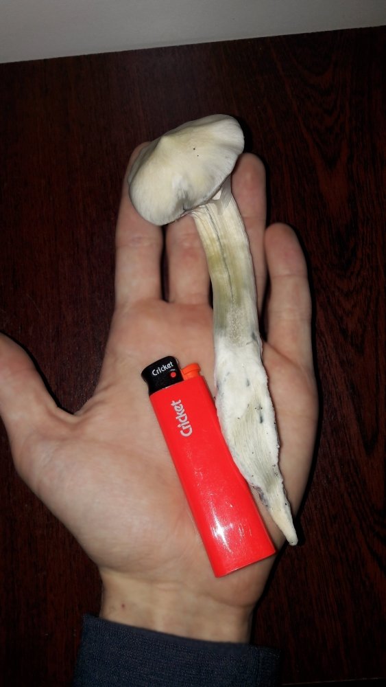 20171020_091920.thumb.jpg.0e3674e9e9438d461d3d04aa14a47620.jpg