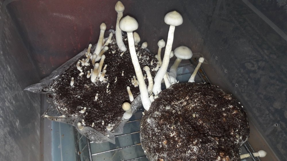 20171024_234916.thumb.jpg.b7189f1b7c801c5a40b9362de0032c28.jpg