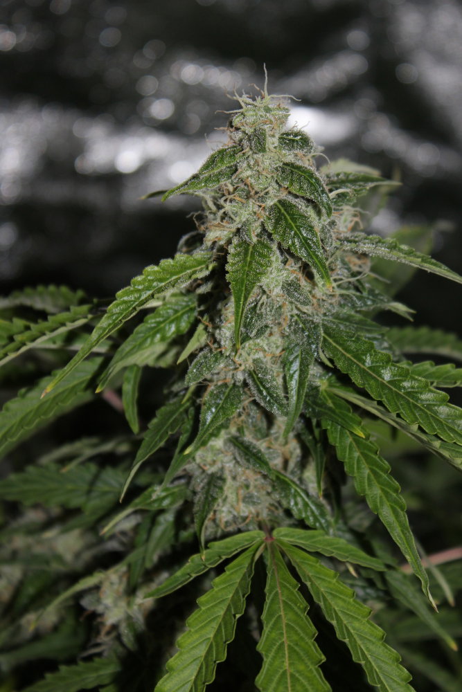 59d915ba3034f_0710(6).thumb.JPG.a253d336e67b198beb1e9d077a18a191.JPG