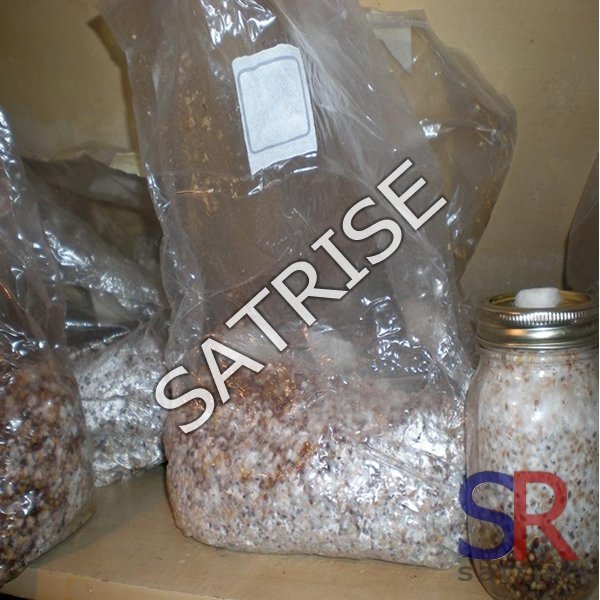 buyers-for-easy-to-grow-king-oyster (1).jpg