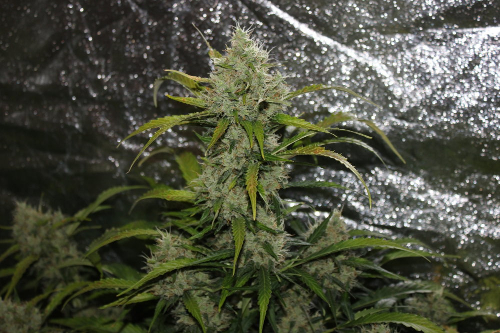 59ea414bd6d73_2010(7).thumb.JPG.ee1c983b5e6fab3d934bb02e37fdfe24.JPG