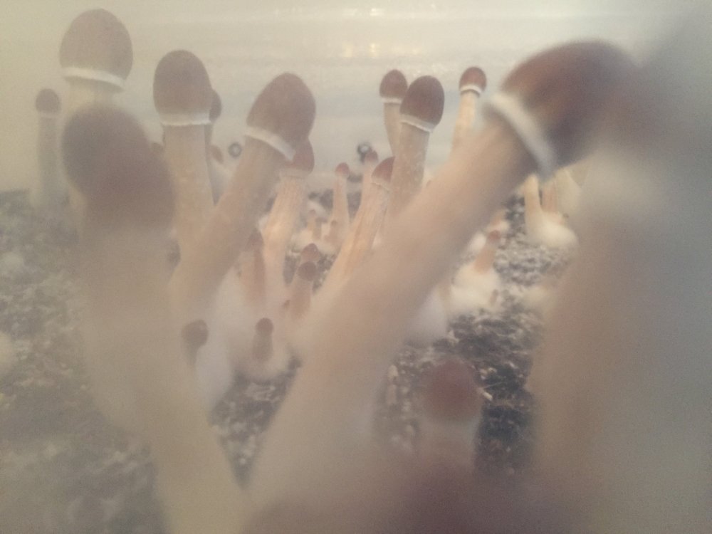 AFF01634-2FCF-49AD-A703-3EA946D120A0.thumb.jpeg.6c17b0fe6c020489c2dc1f07eea8f9a0.jpeg