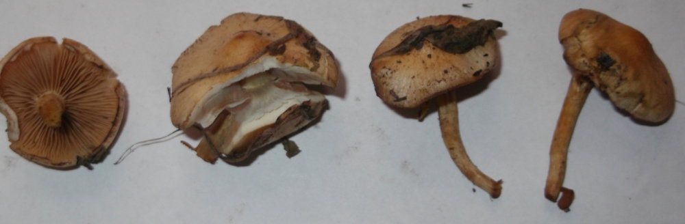 DSCF1724.JPG