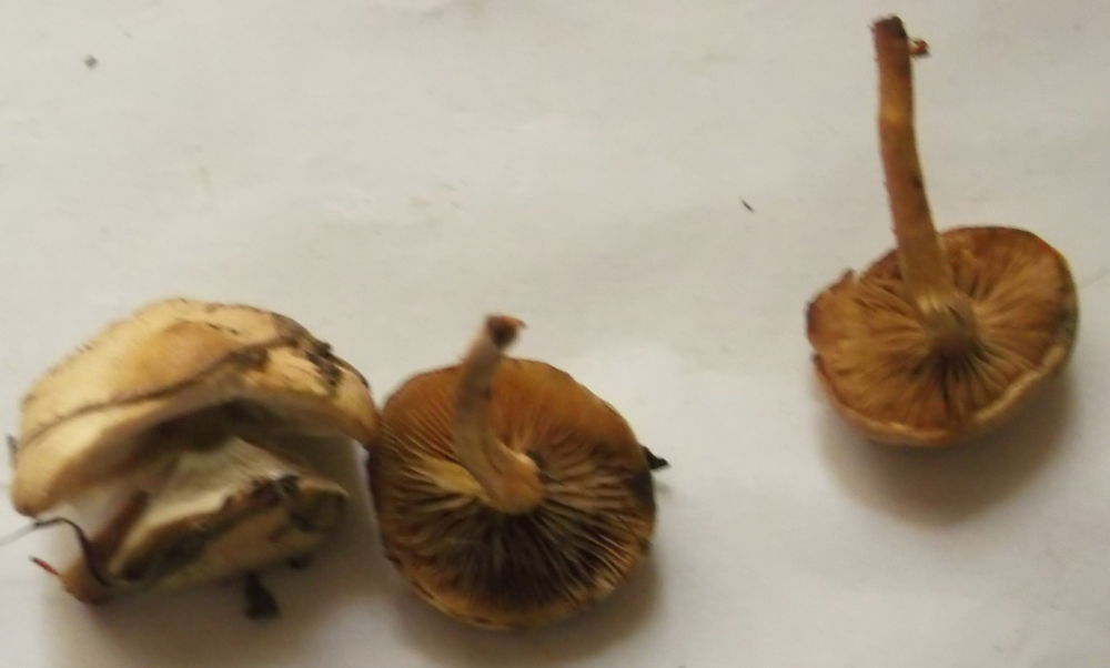 DSCF1728.JPG