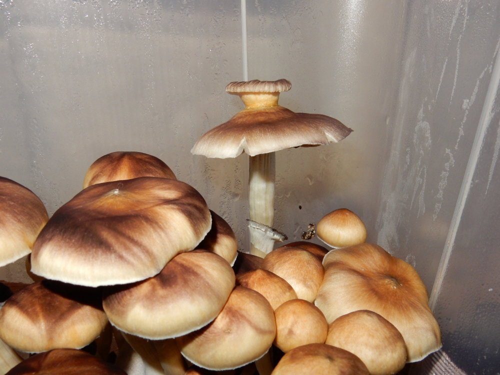 DSCN6895.JPG