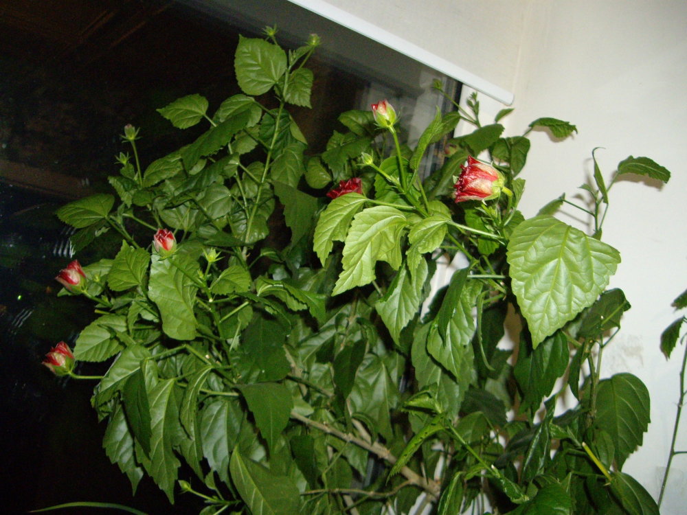 IMGP0947.thumb.JPG.a30df69d067ba31c9b2c36159891e4ea.JPG