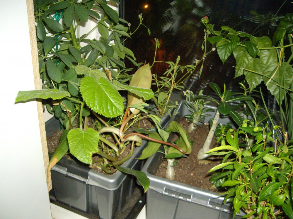 IMGP0949.thumb.JPG.a0ba8336dfb5c795a96cb344318ad8f1.JPG