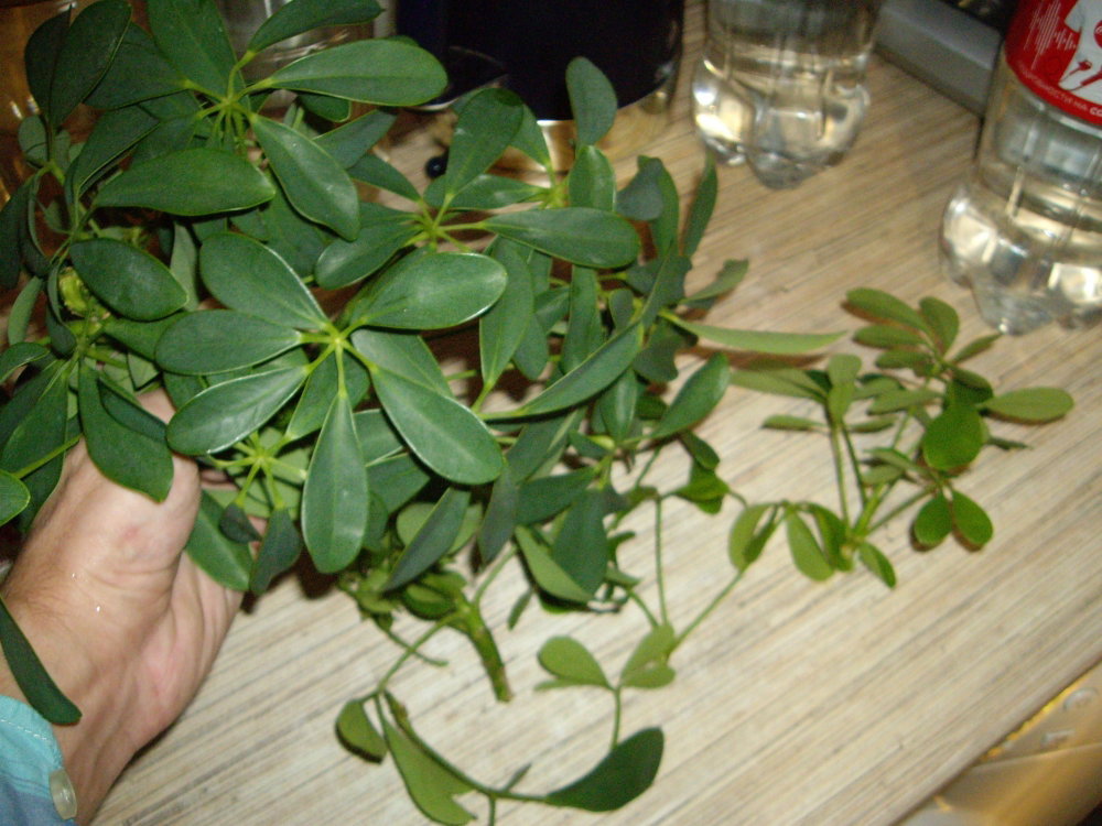 IMGP0965.thumb.JPG.0052927a22bcc32e4e0c47e84bab8d85.JPG