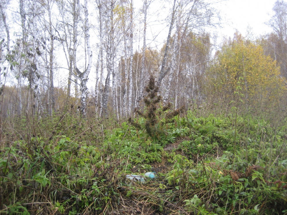 IMG_0005.JPG