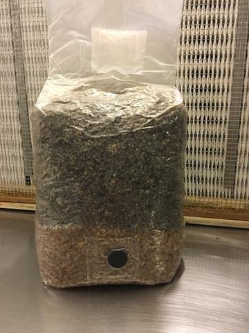 MycoHaus_5_pound_substrate_mushroom_grow_kit_spawn_bag_large.jpg